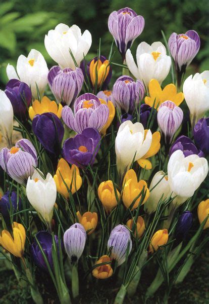 crocus bulb crossword puzzle.